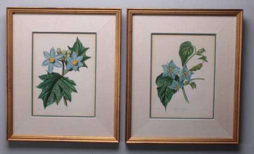 19th Century American School: Botanical, Pair of botanical prints each with one singular blue flower, Image: H 8 x W 6 inches; Frame: H 13 x W 11 inches Matted and glazed in giltwood frame  Condition: No apparent flaws