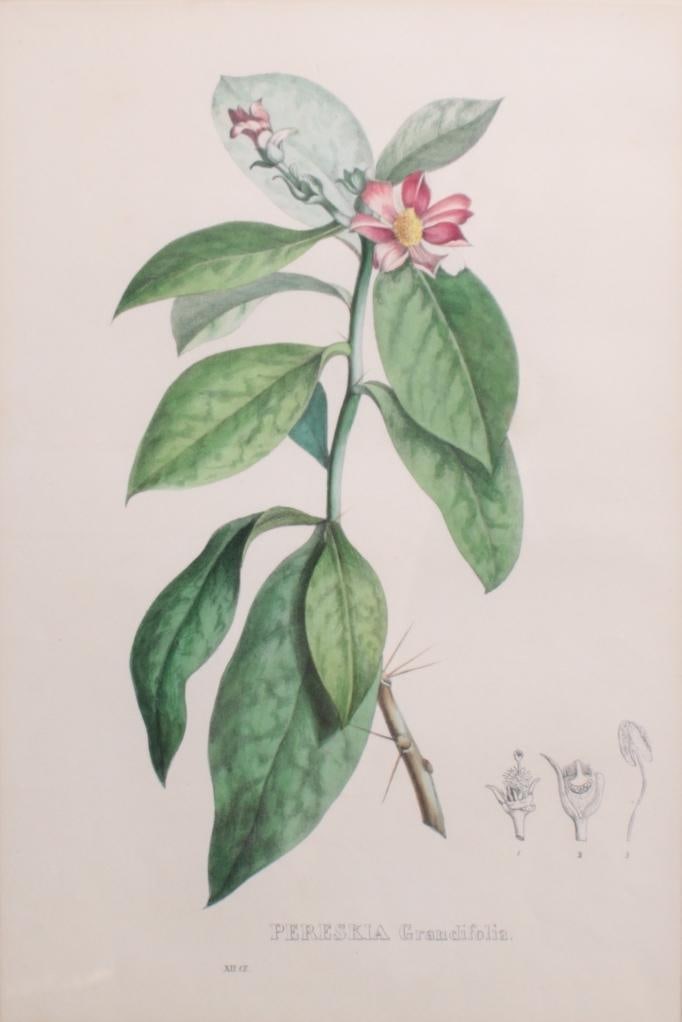 19th Century American School: Pereskia Grandifolia, A singular pink flower on stem, Image: H 13 x W 9 inches; Frame: H 20.5 x W 16 inches Matted and glazed in giltwood frame Condition: No apparent flaws