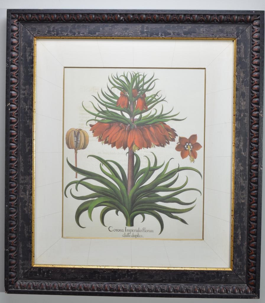 Basilius Besler (1561-1629 (1 of 6)