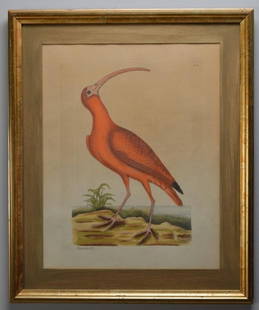 Mark Catesby (1683-1749): The Red Curlew, Hand colored engraving from "The Natural History of Carolina, Florida and the Bahamas Islands". Copper plate engraving with later hand-coloring, Plate No. 84 Image: H 16.5 x W 13 inc