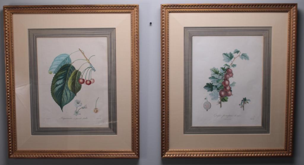 Pierre Antoine Poiteau (1766 - 1854) (1 of 5)