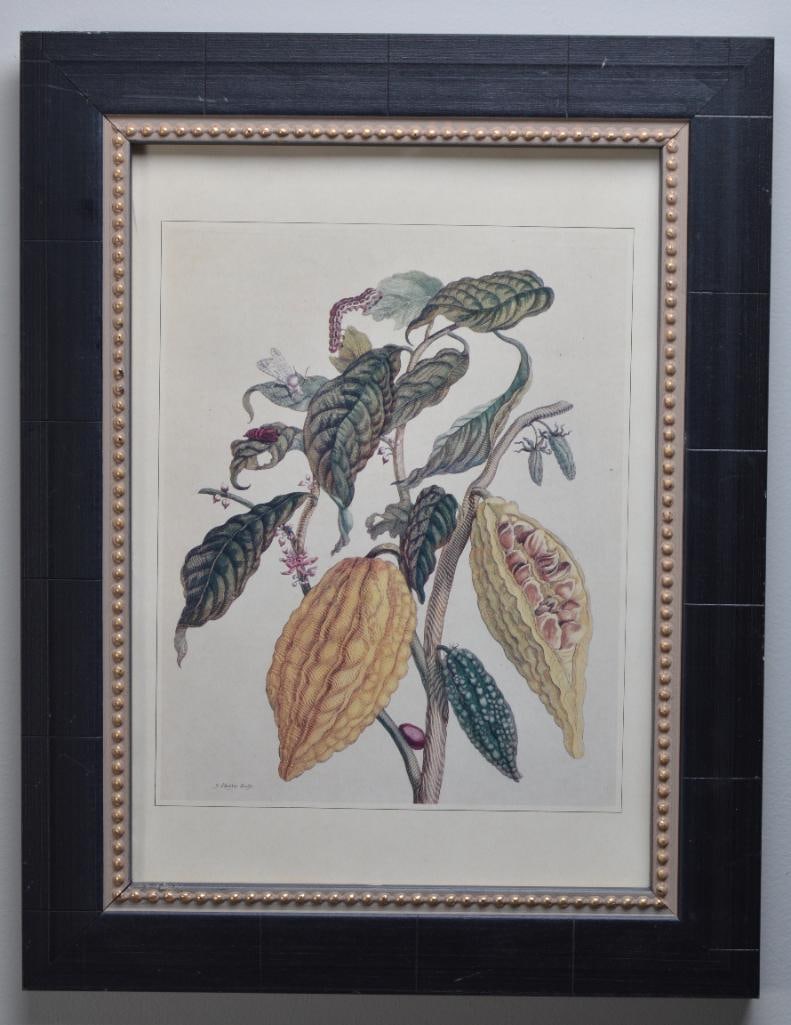 Maria S. Merrian (1647-1717) (1 of 6)