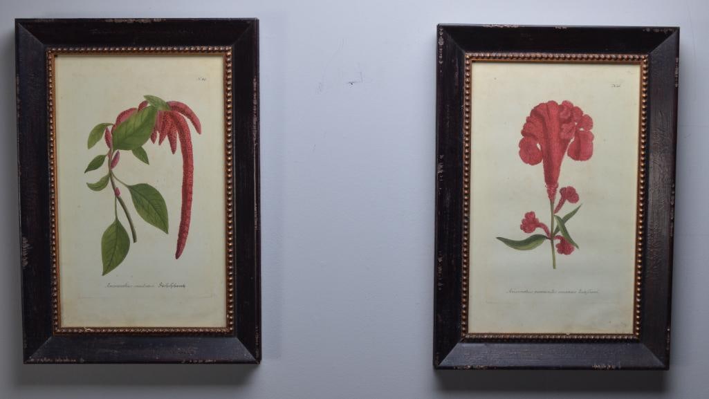 Johann Weinmann (1696-1788) (1 of 10)