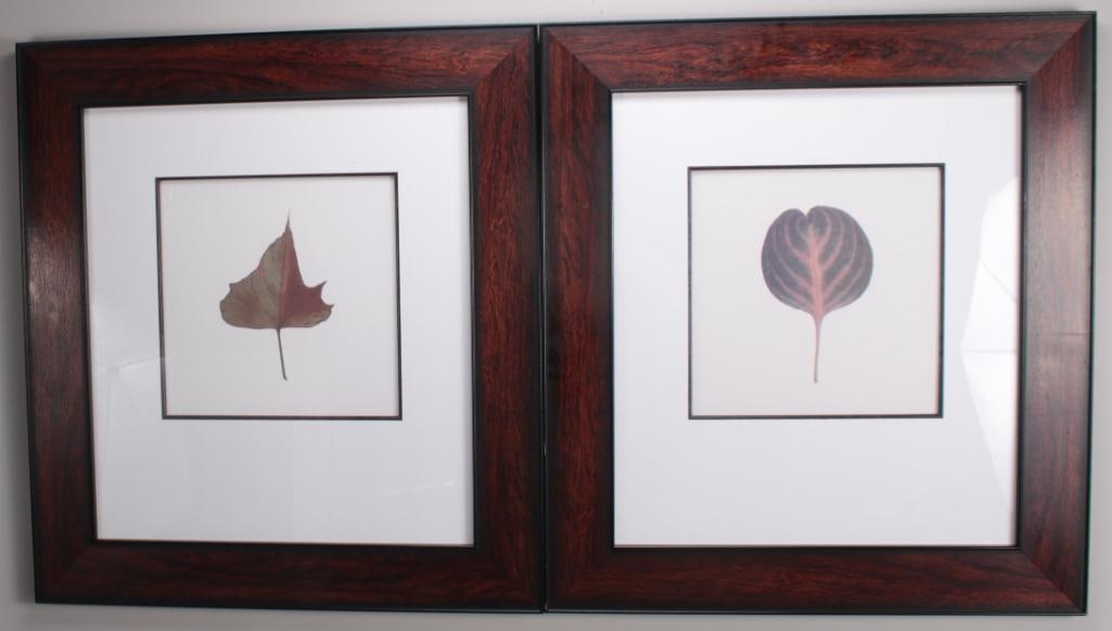 20th Century American School: Forest Leaves lll, A pair of botanical leaves , one Aspen leaf and the other is Maple on white ground , Image: H 11 x W 11 inches; Frame: H 27 x W 25 inches Matted and glazed in dark wood frame Con