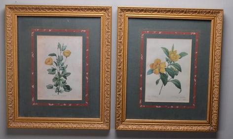 Pierre-Joseph Redouté (France, 1759–1840)