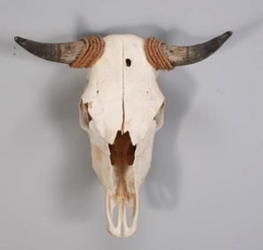 Cattle Skull with Horns