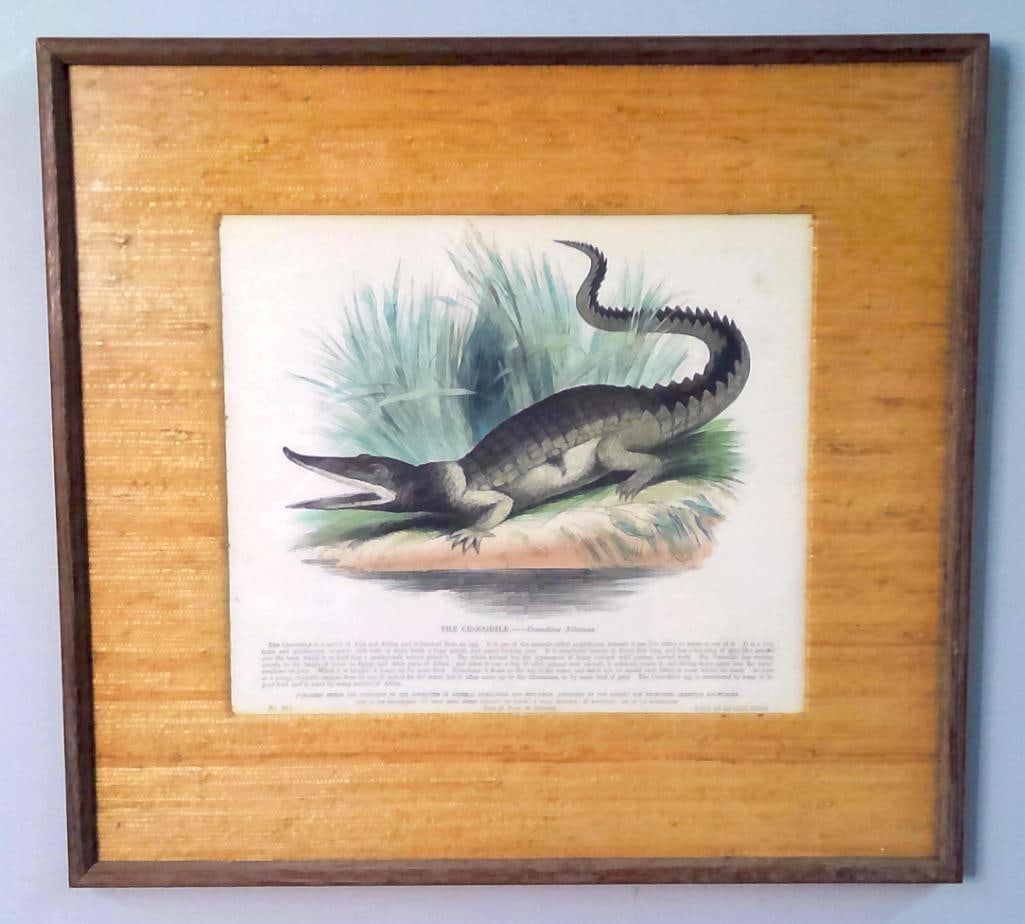 Josiah Wood Whymper (British, 1813–1903): The Crocodile—Crocodilus Niloticus, c. 1854-1860, Hand-colored wood engraving depicting a Nile crocodile among marsh vegetation, accompanied by descriptive natural-history text. Published under the