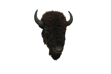 Highly desired taxidermy mounted buffalo head, done in a great head mount size known as the saloon