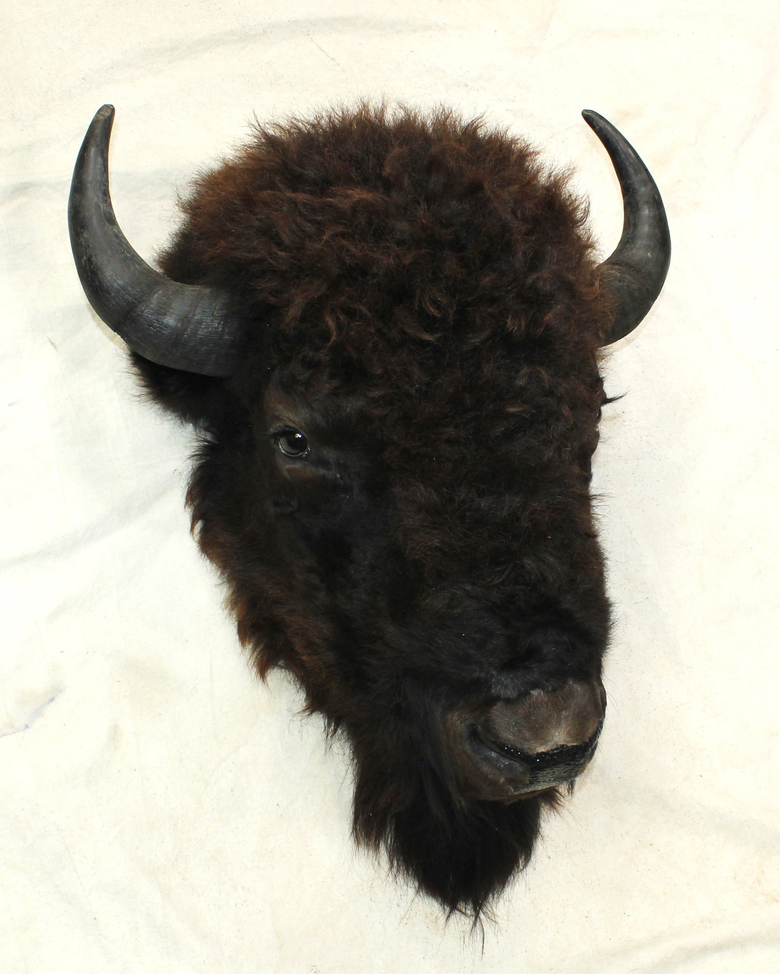 Saloon Style Buffalo Mount: Classic American bison head mount displaying impressive horns and rich dark coat. Mounted in saloon style so that it is very versatile and can be hung anywhere. An iconic symbol of the American West,