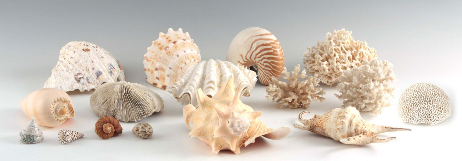 NATURAL HISTORY - A COLLECTION OF 16 VARIOUS SHELLS AND (1 of 1)