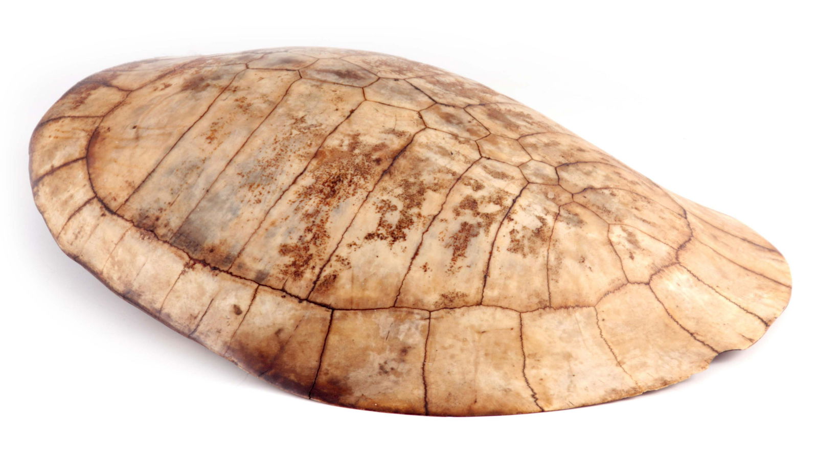 A 19TH CENTURY BLOND SEA TURTLE SHELL 33.5cm wide, (1 of 1)