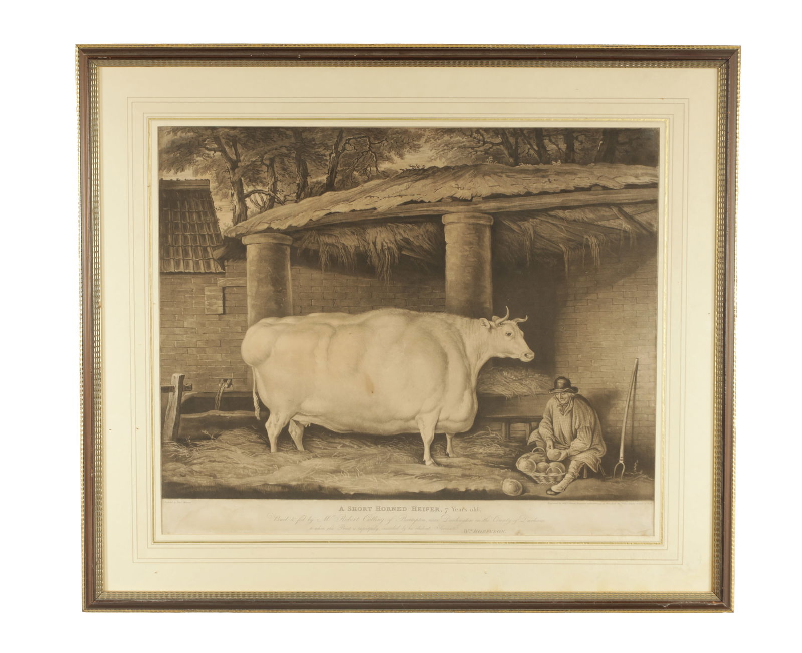 A 19TH CENTURY ENGRAVED PRINT " A SHORT HORNED HEIFER AFTER THOMAS WEAVER": A 19TH CENTURY ENGRAVED PRINT "A SHORT HORNED HEIFER AFTER THOMAS WEAVER" published 1811 by W Robinson, Darlington. Engraved by William Ward. Mounted and in a glazed gilt frame. (49.5cm high 60.5cm wi