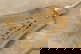 item-209326518=8