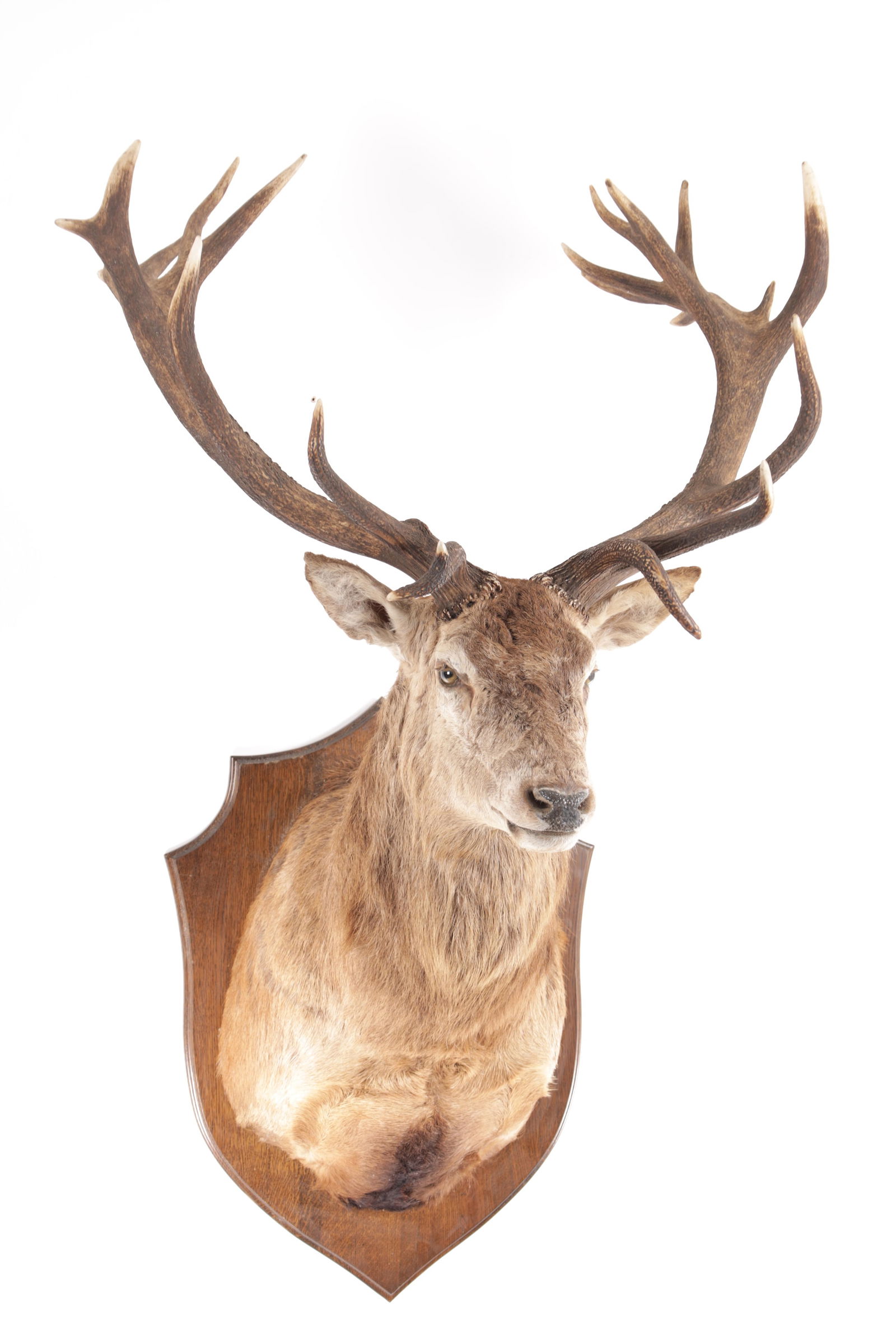 AN IMPRESSIVE TAXIDERMY IMPERIAL 22 POINT STAGS' HEAD: AN IMPRESSIVE TAXIDERMY IMPERIAL 22 POINT STAGS' HEAD mounted on a shield-shaped oak back. (105cm wide 170cm high )