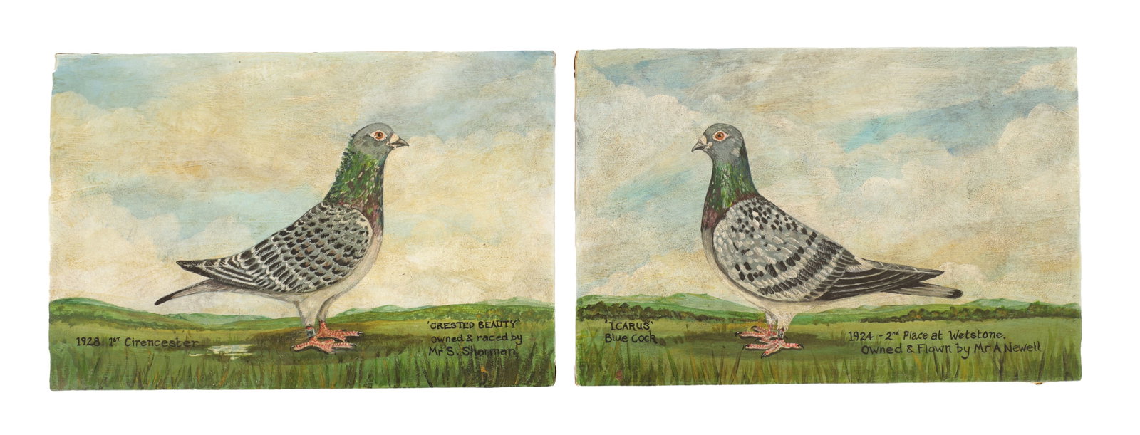 A PAIR OF EARLY 20TH CENTURY RACING PIGEON PORTRAITS: A PAIR OF EARLY 20TH CENTURY RACING PIGEON PORTRAITS, inscribed 'Icarus' Blue Cock, 1924 - 2nd place at Wetstone, owned & flown by Mr A Vewell and 'Crested Beauty' 1928, 1st Cirencester, owned & raced