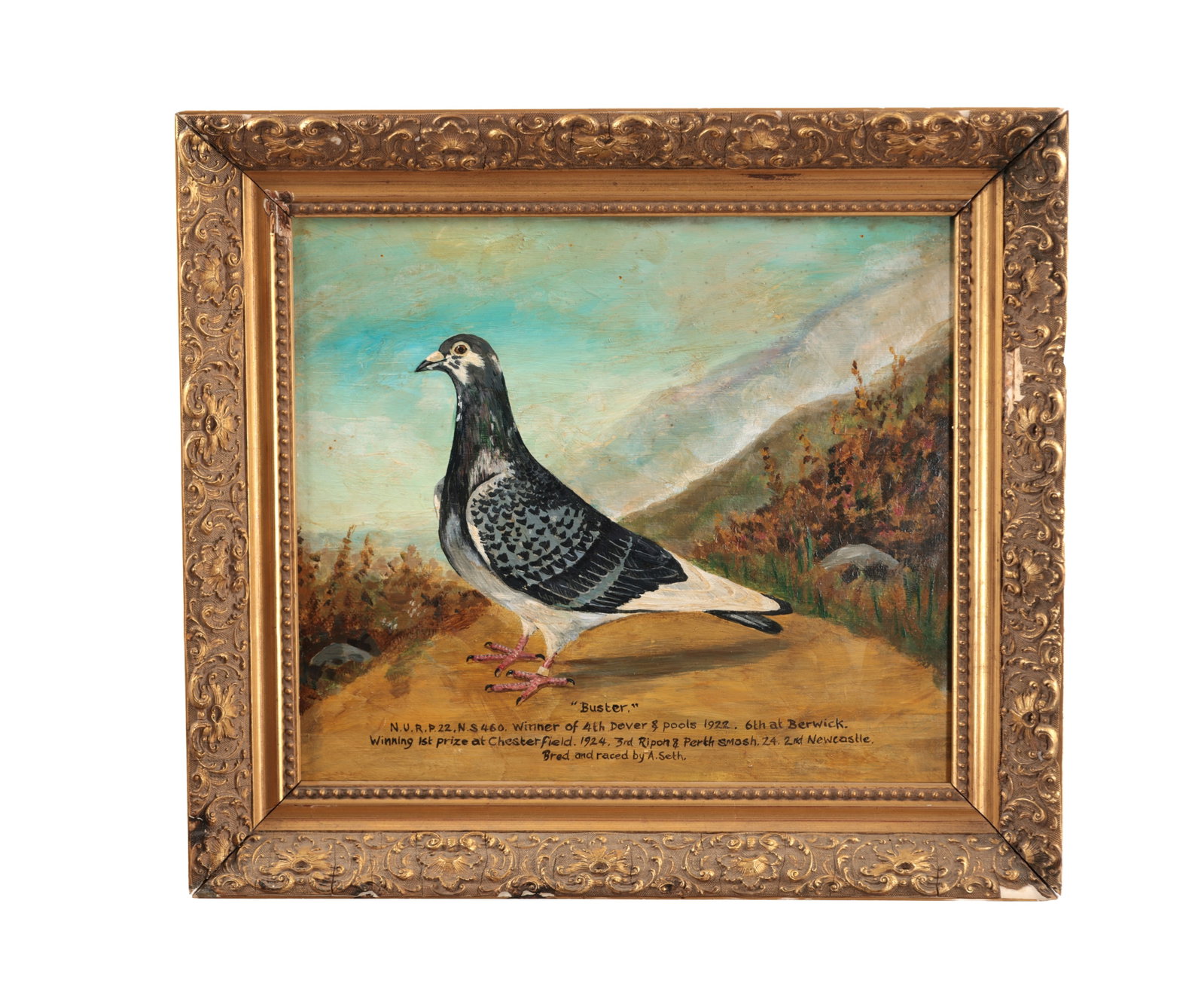 AN EARLY 20TH CENTURY RACING PIGEON PORTRAIT (1 of 9)