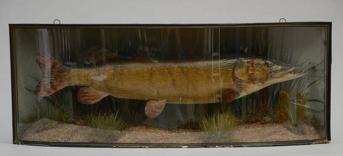 Antique showcase with stuffed pike 'by W.F. Homer London' (43x111x22.5cm): Antique showcase with stuffed pike 'by W.F. Homer London' (43x111x22.5cm)