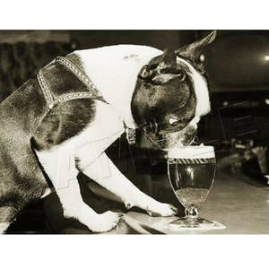 BOSTON TERRIER VINTAGE CANVAS PRINT: BOSTON TERRIER VINTAGE Canvas Print. Size Approx: 8 1/2" x 11". Flat print, Canvas print are not stretched or framed. Provenance: Private Collector, NY.