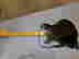 item-85416487=4
