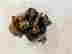item-127065096=11