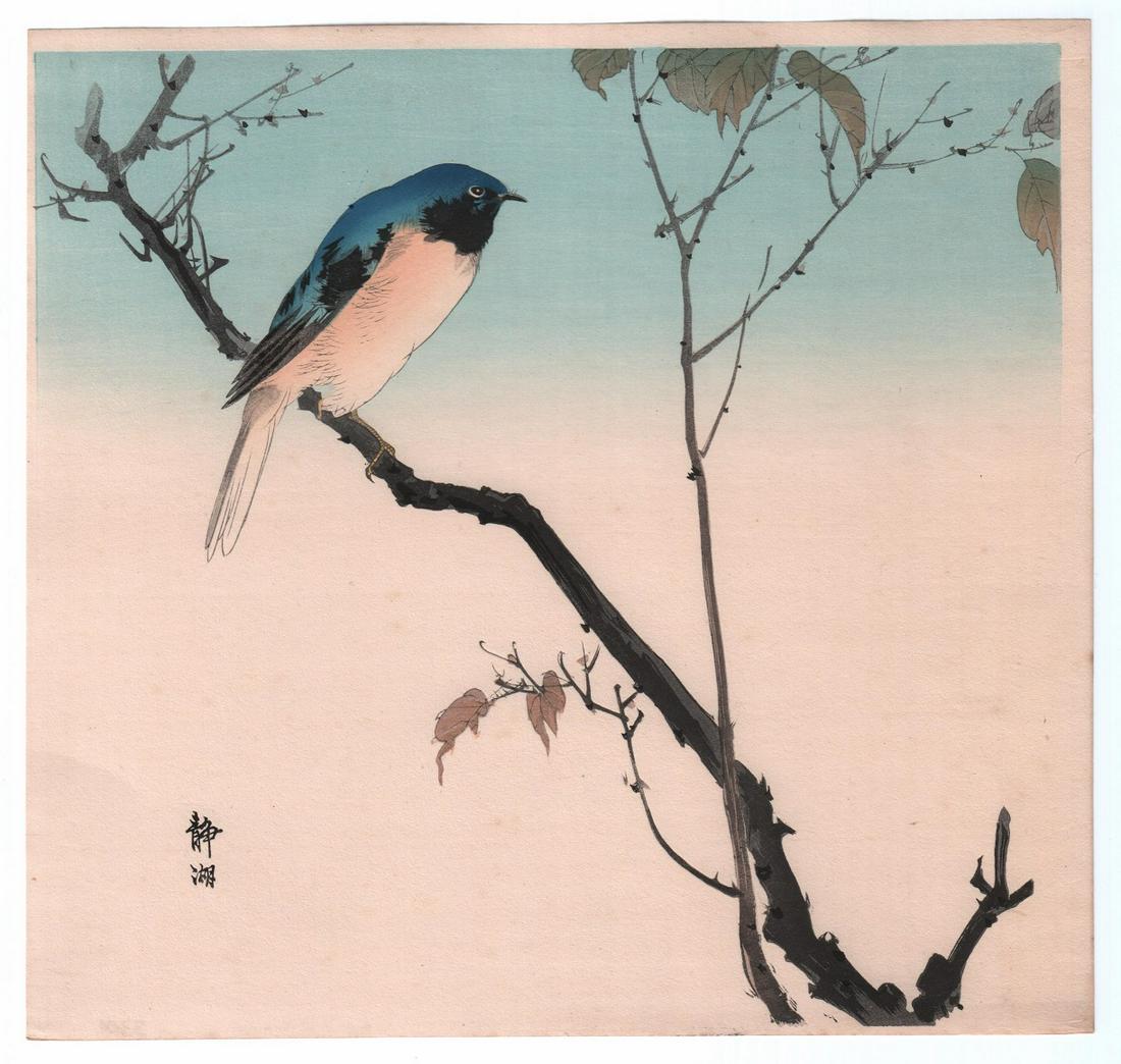 Seiko Woodblock: Perched Blue Bird, c.1900: Japanese woodblock print. Artist: Seiko. Subject: Blue-bird perched on branch. Date: c. 1900. Size: Measures 9.75" x 10". Condition: Fine color, impression, condition.