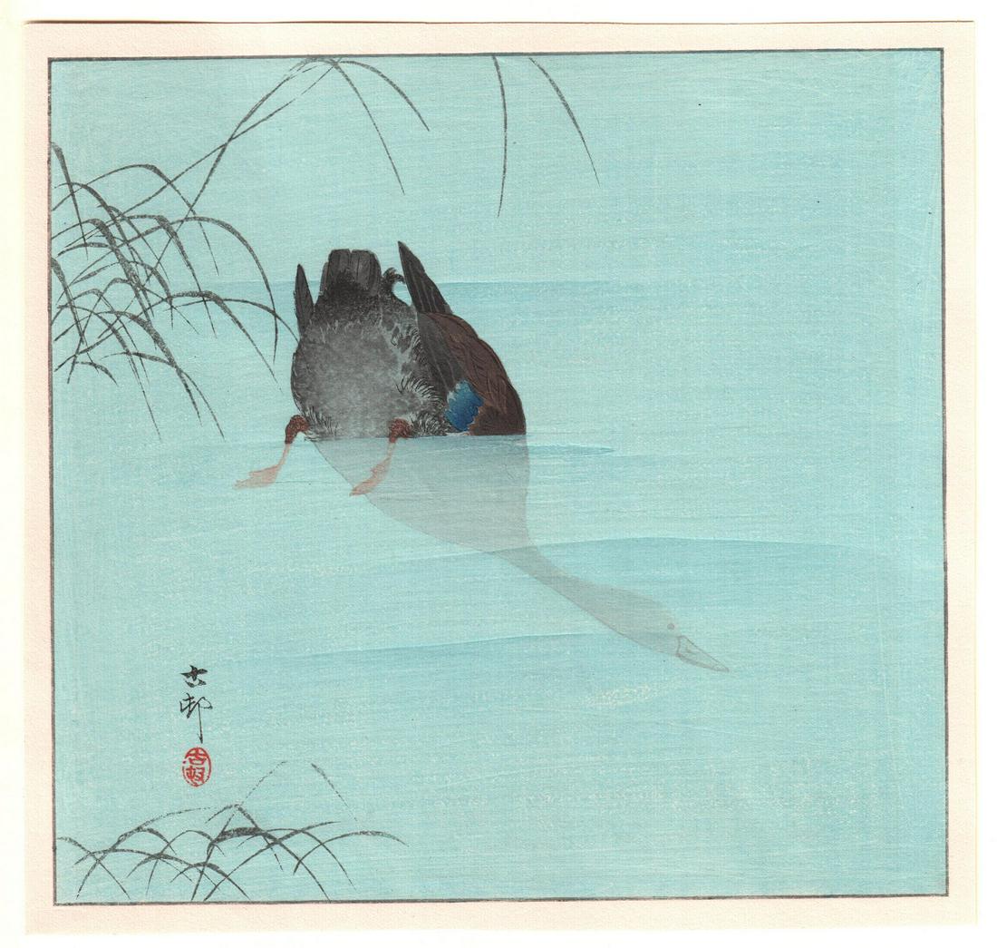 Ohara Koson Japanese Woodblock: Diving Mallard c1900s: Japanese Woodblock Print. Artist: Ohara Koson. Subject: Diving Mallard. Date: C. early 1900s. Size: Measures 10” x 10.25". Condition: Fine color, impression, condition. Please see images.