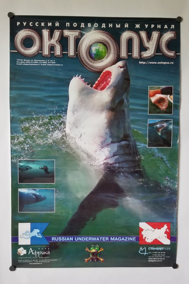 Russian Underwater Magazine Great White Shark Poster: Impressive poster measuring 24 by 36 inches in size. Poster is from the Russian Underwater Magazine. Slight tear on upper left edge, minor. Rolled.