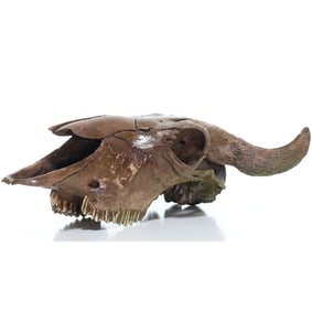 Authentic Petrified Ancient Bison Skull Head