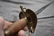 A 1796 PATTERN HEAVY CAVALRY OFFICER'S DRESS SWORD, - 7