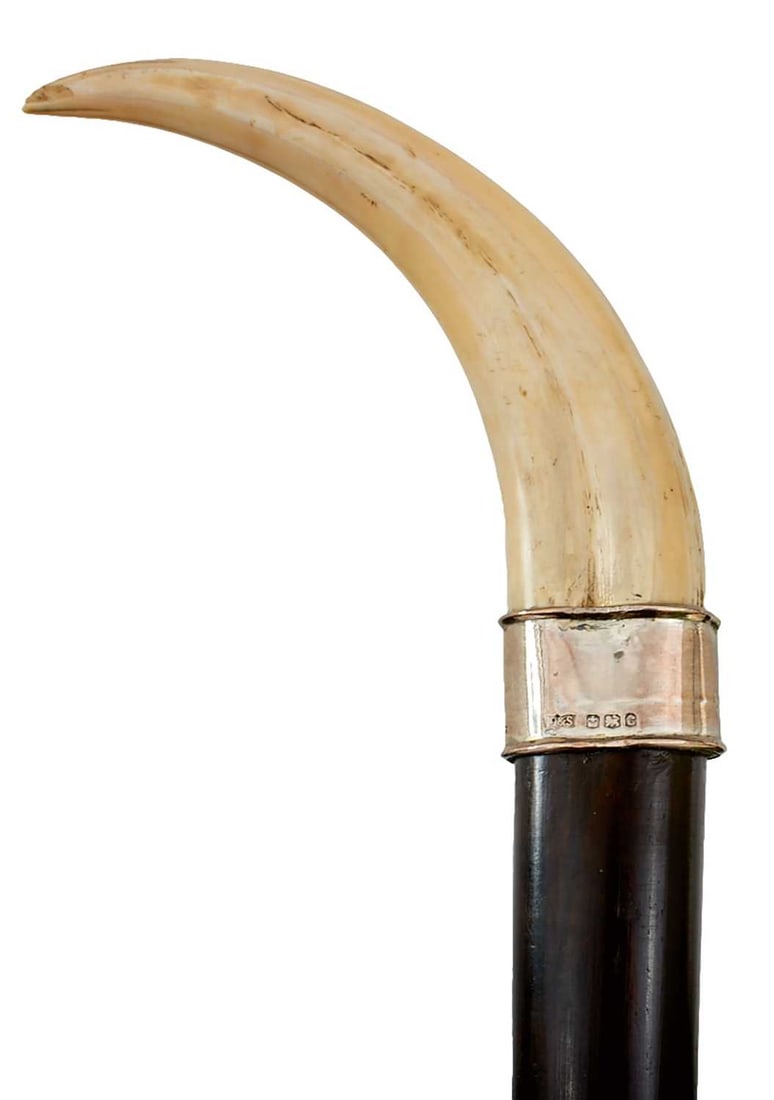 AN EARLY 20TH CENTURY WALKING STICK,: the boar's tusk handle with silver mount hallmarked for Dixon & Sons, Sheffield 1920, tapering ebonised haft, bone ferrule, 92cm long over all. The lower part of the haft broken and repaired.