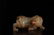 CHINESE WHITE JADE CARVED BULL CENSER TANG DYNASTY