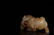 CHINESE WHITE JADE CARVED BULL CENSER TANG DYNASTY - 6