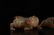 CHINESE WHITE JADE CARVED BULL CENSER TANG DYNASTY - 9