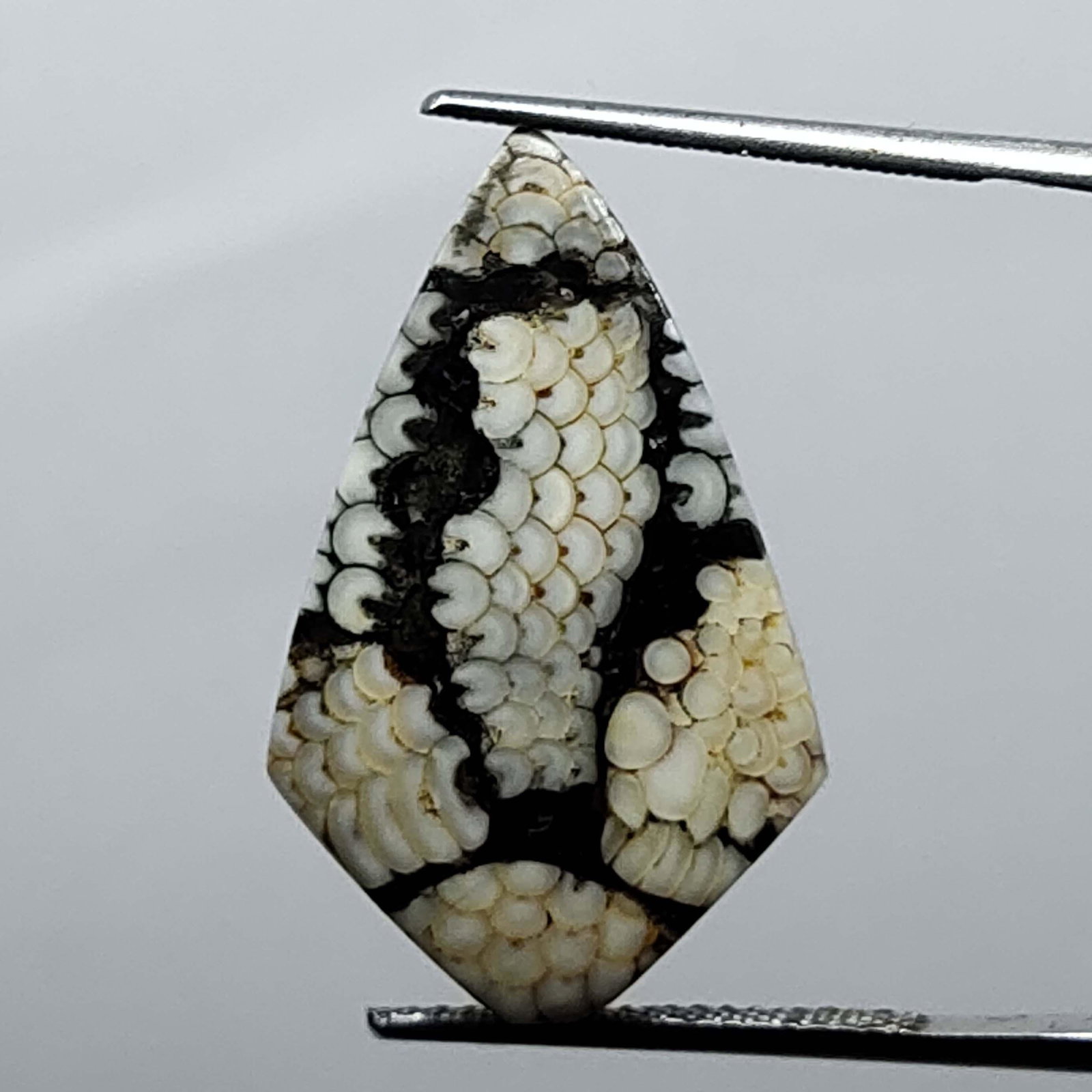 13.50 ct Natural Indonesian Snake Skin Fossil (1 of 5)