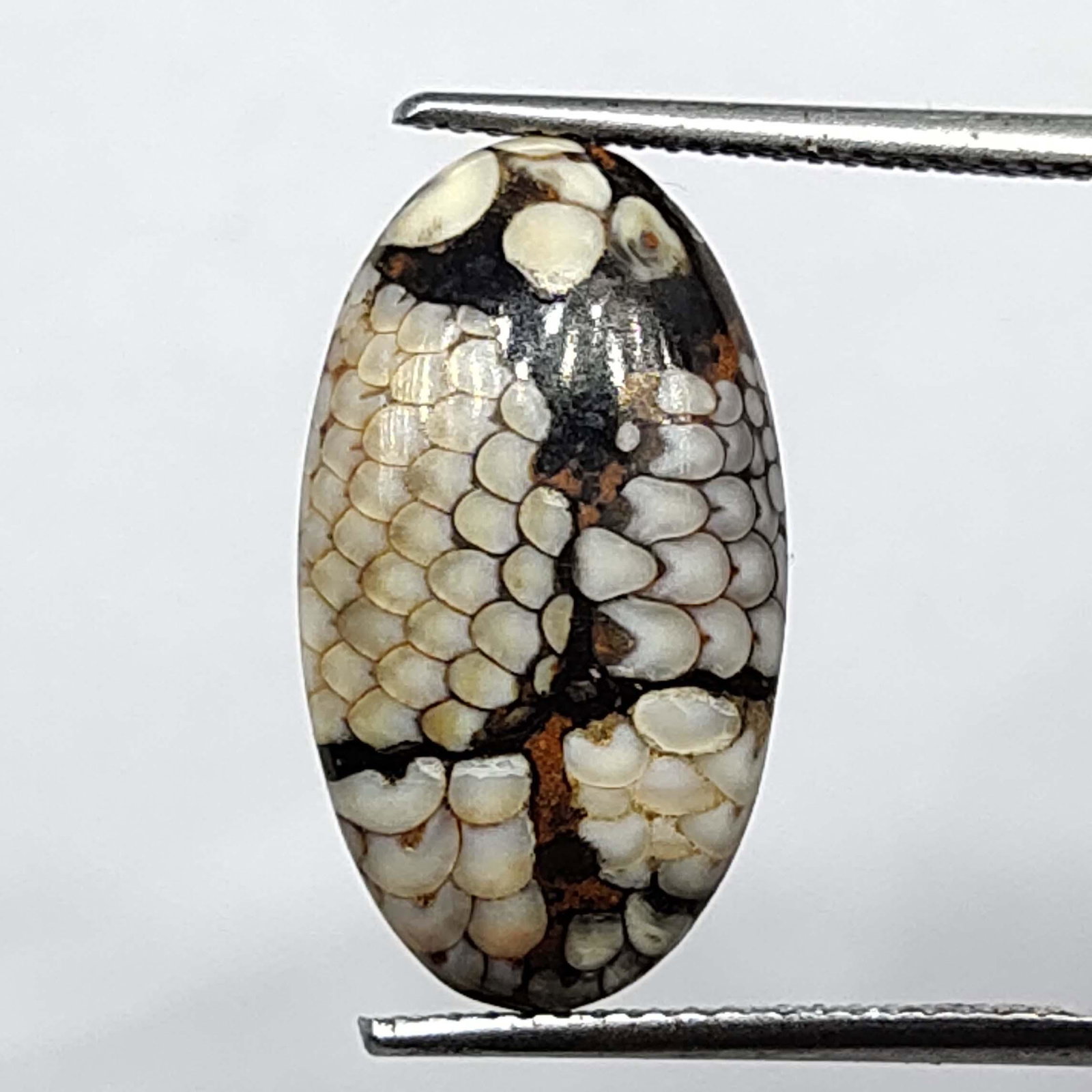 9.35 ct Natural Indonesian Snake Skin Fossil: Natural Indonesian Very Rare Snake Skin Fossil with an exact weight is 9.35 ct.Top Quality stone