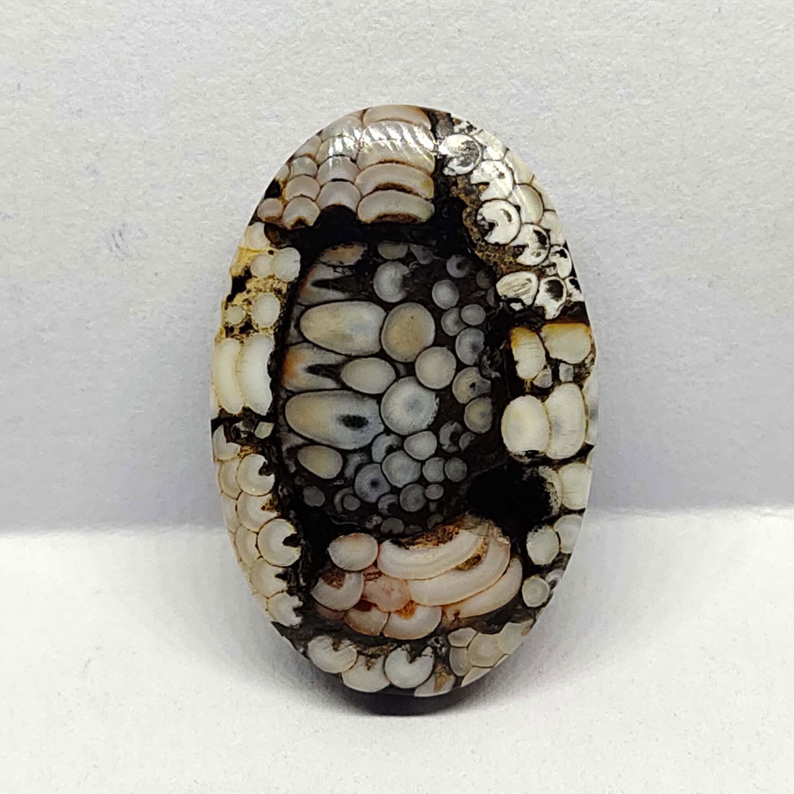 12.45 ct Natural Indonesian Snake Skin Fossil (1 of 5)