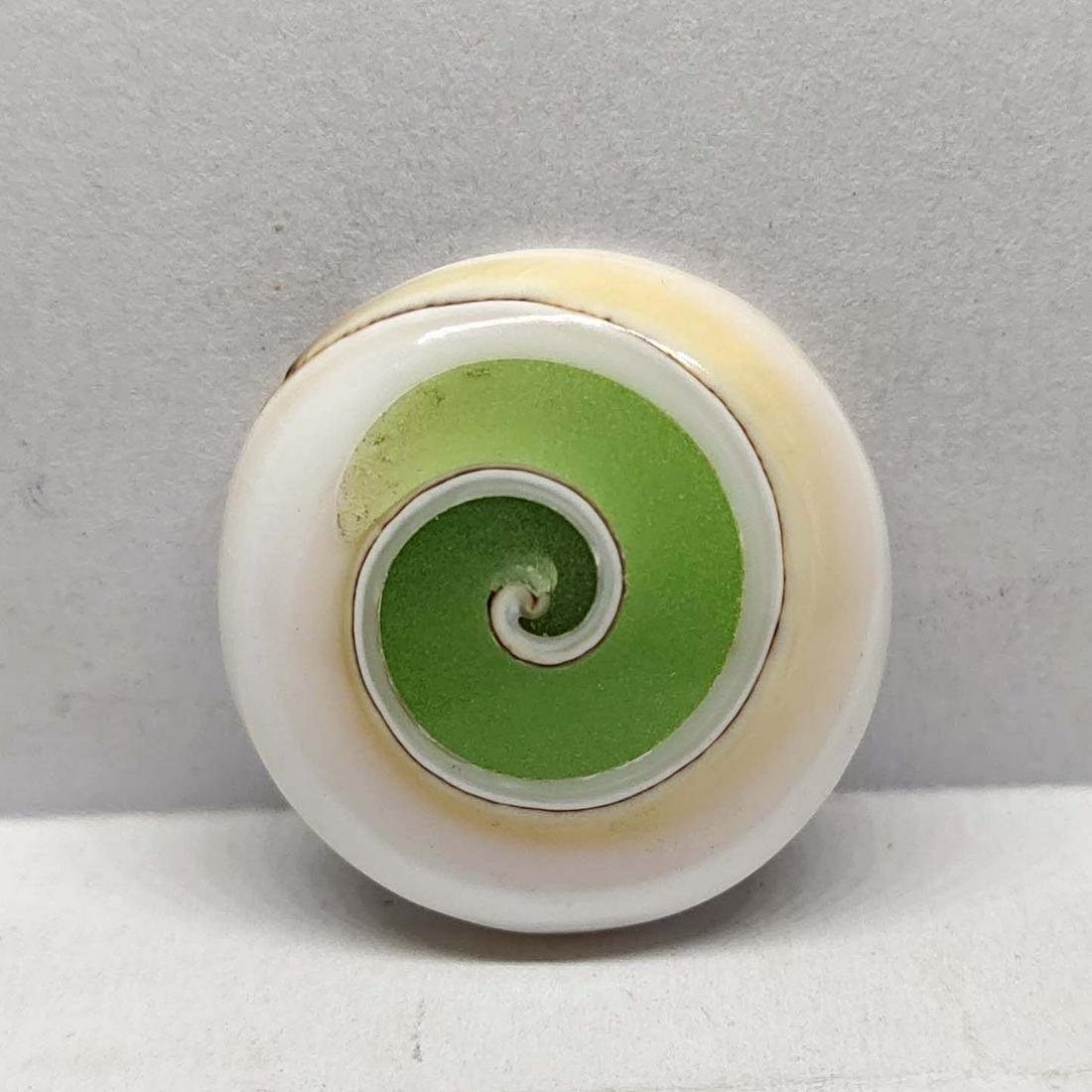 19.85 ct Natural Indonesian Snail Fossil: Natural Indonesian Snail Fossill with an exact weight is 19.85 ct.Top Quality stone
