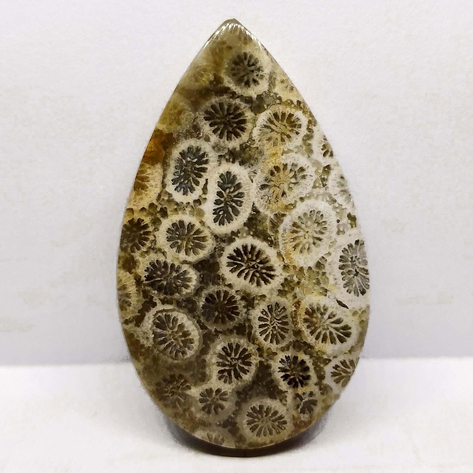 39.10 ct Natural Indonesian Fossil Coral (1 of 2)
