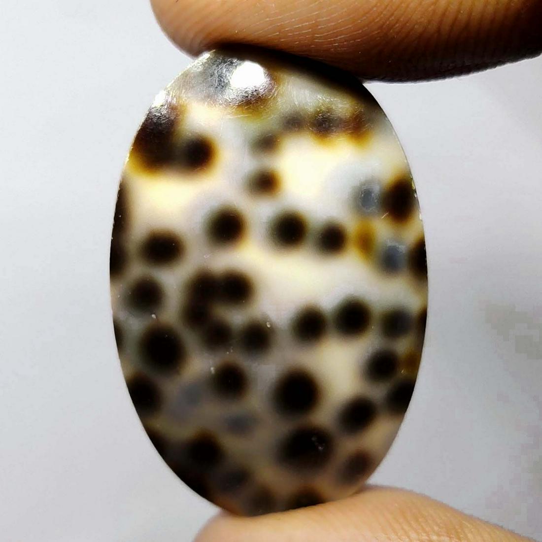 28.90 ct Natural Sea Shell (1 of 2)