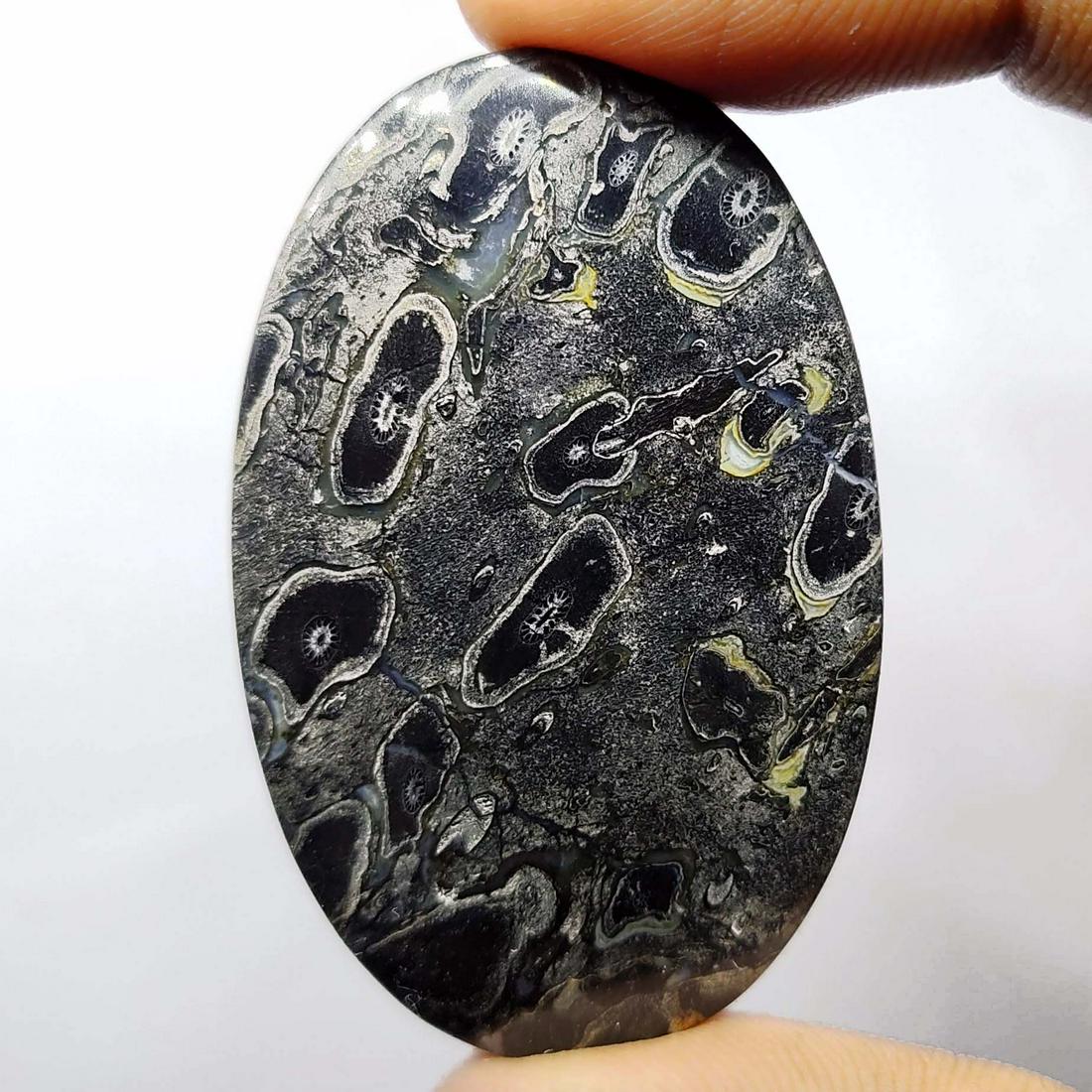 62.25 ct Natural Indonesian Palm Root Fossil: Natural Indonesian Palm Root Fossill with an exact weight is 62.25 ct.Top Quality stone