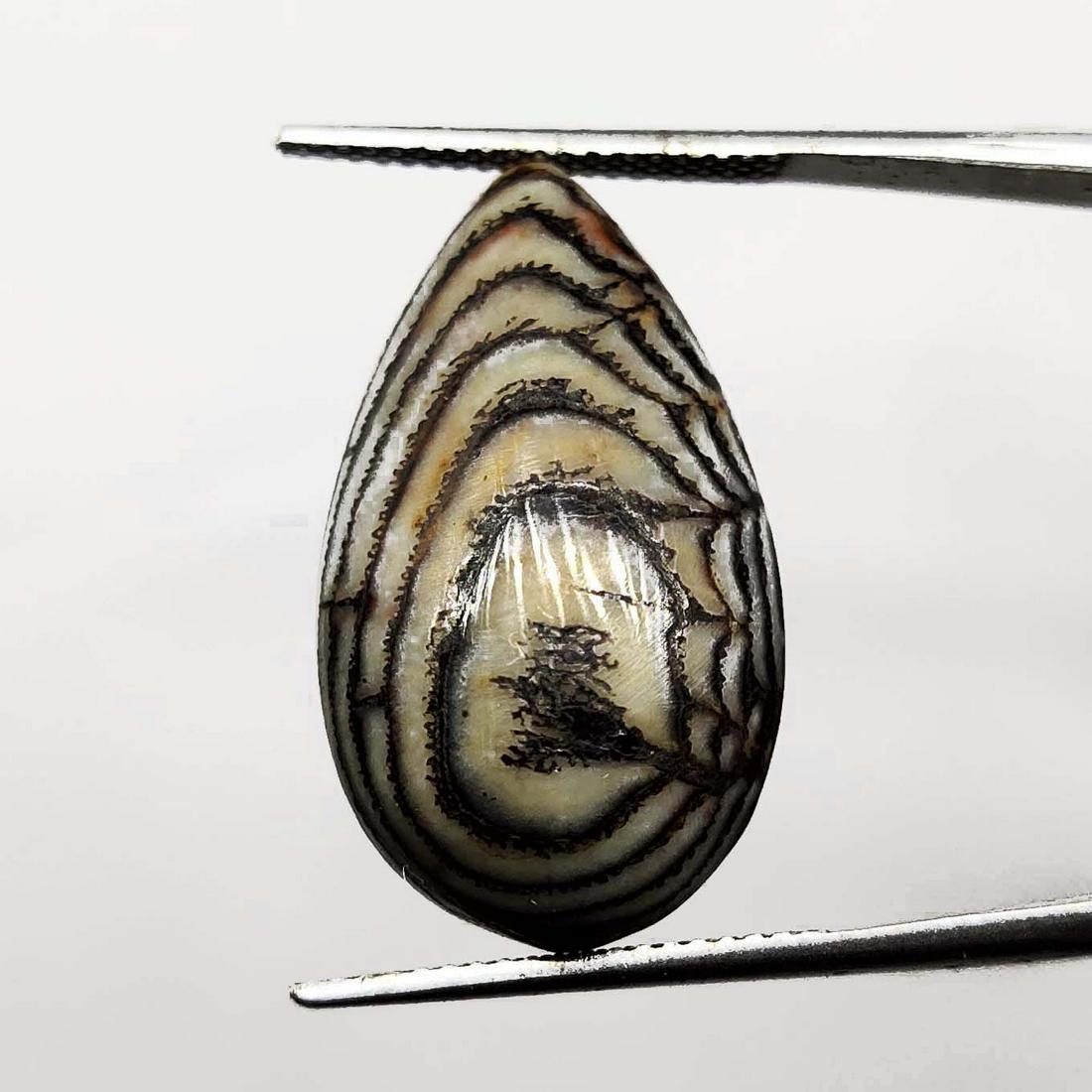 16.65 ct Natural Indonesian Snake Skin Fossil: Natural Indonesian Snake Skin Fossil with an exact weight is 16.65 ct.Top Quality stone