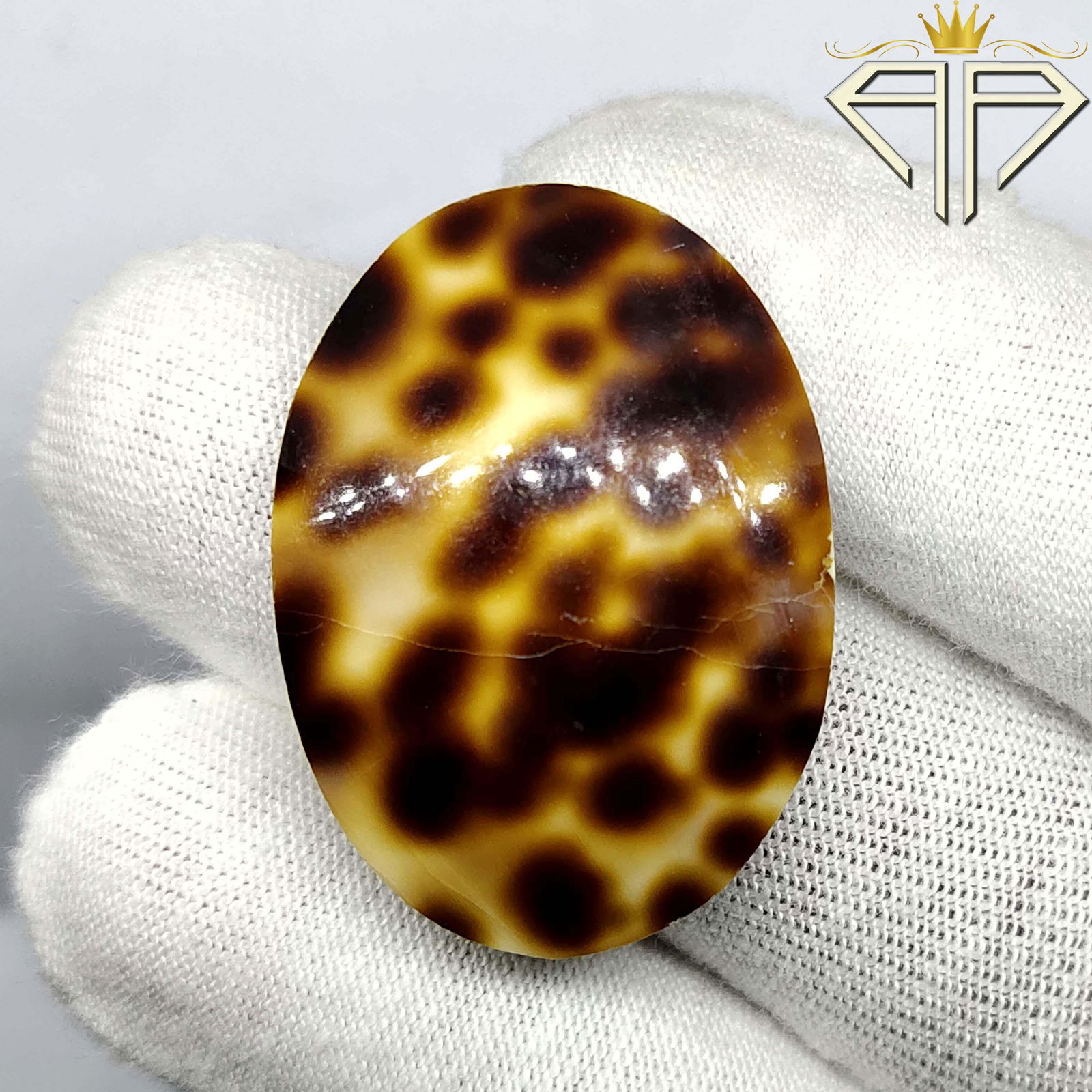 39.90 ct Natural Tigeris Sea Shell (1 of 2)