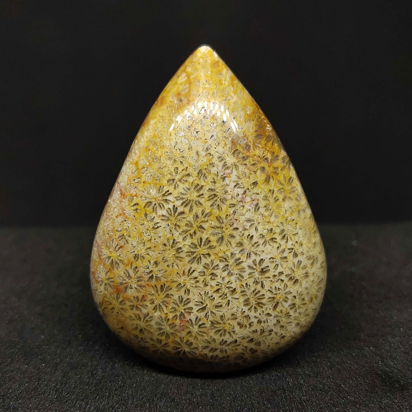 39.30 ct Natural Fossil Coral (1 of 2)