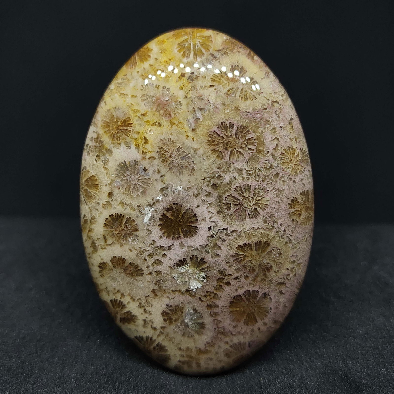 62.85 ct Natural Multicolor Fossil Coral (1 of 2)