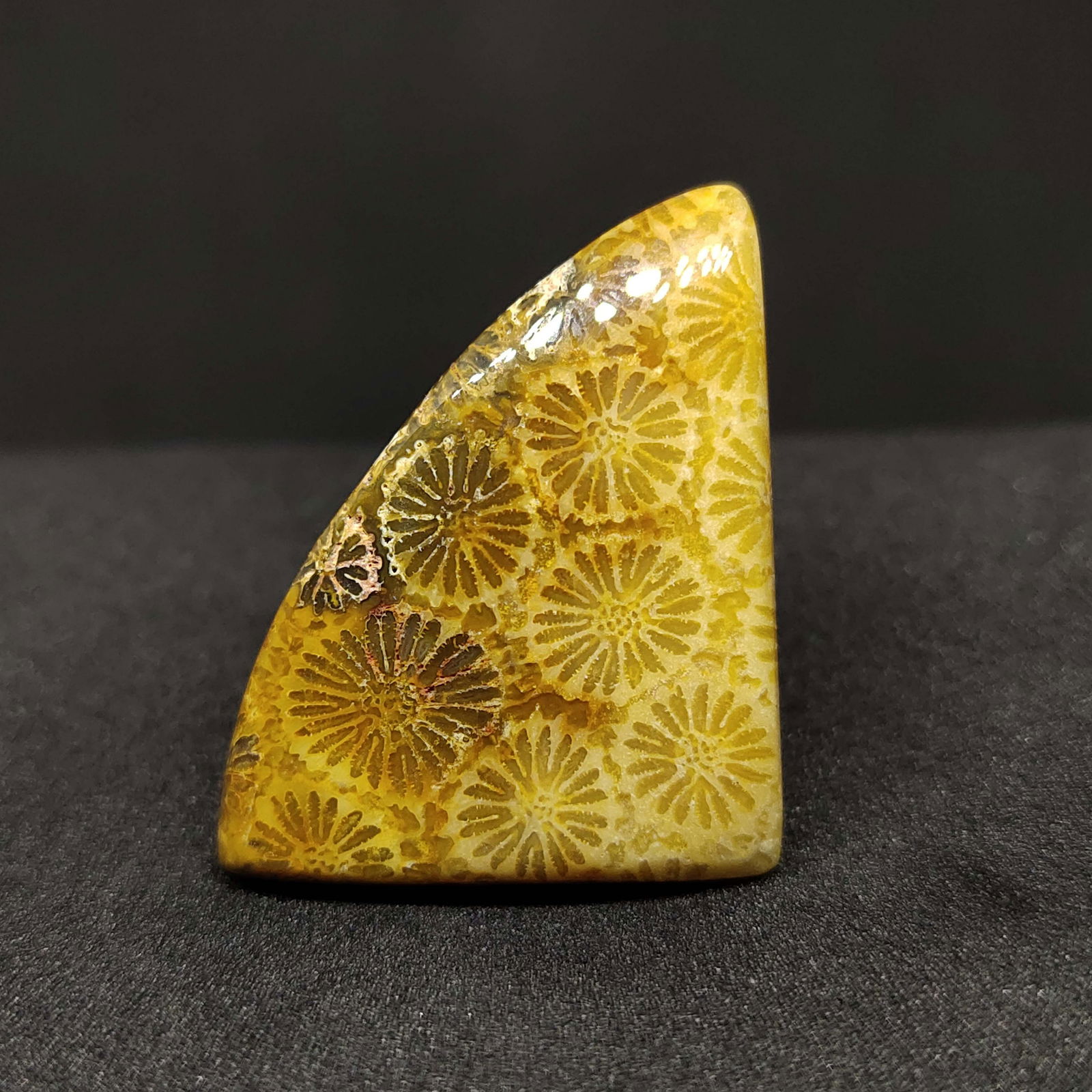 25.35 ct Natural Fossil Coral (1 of 2)