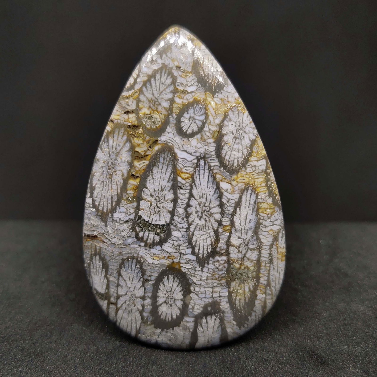 56.90 ct Natural Fossil Coral (1 of 2)