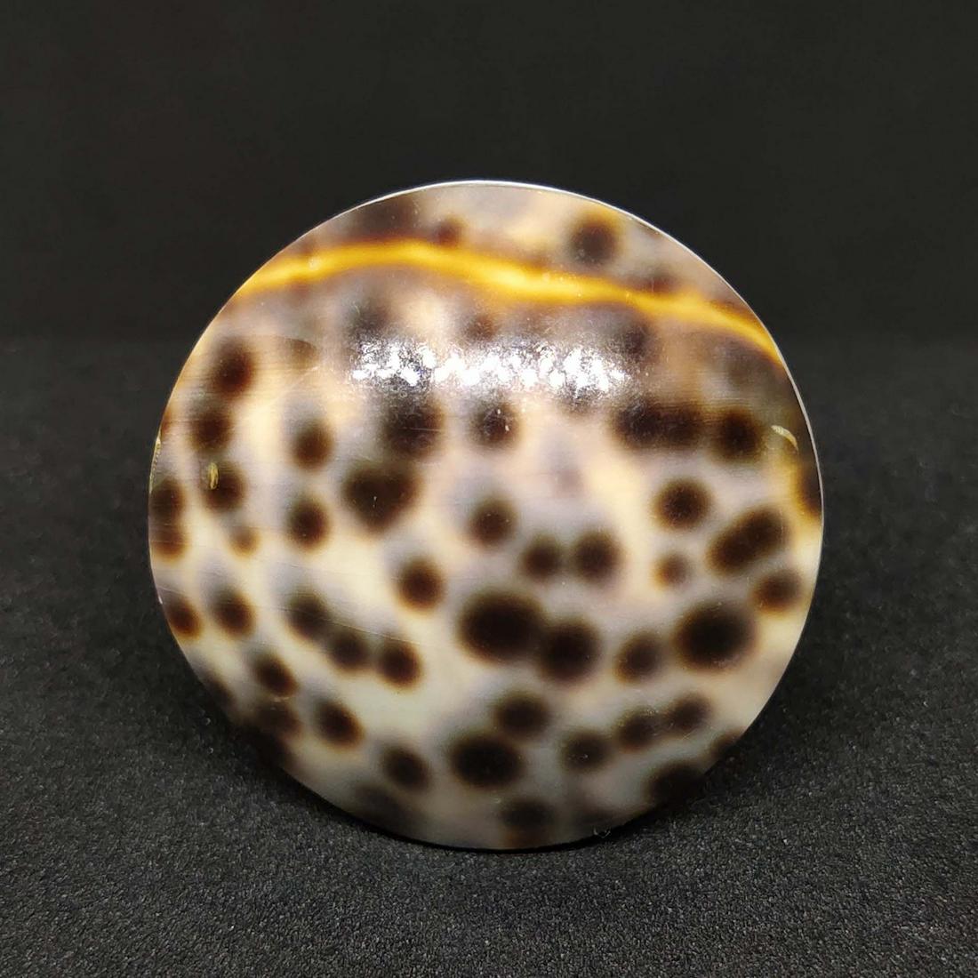 54.15 ct Natural Tigiris Shell (1 of 2)