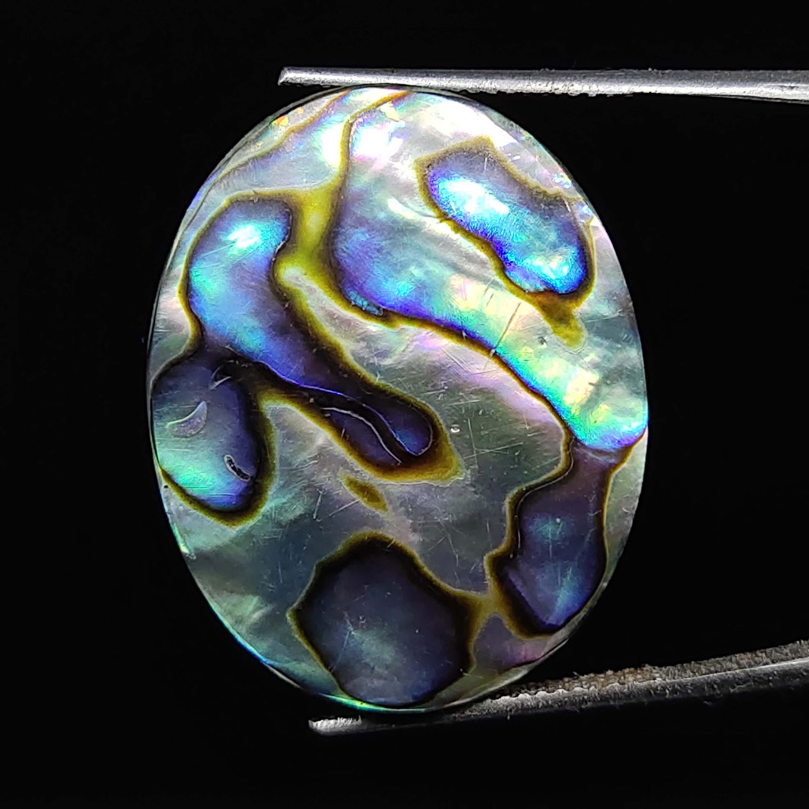 20.40 ct Natural Abalone Shell: Natural Abalone Shell with an exact weight is 20.40 ct.Top Quality stone