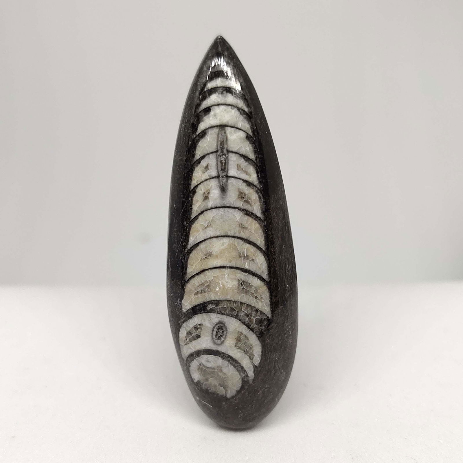 45.00 ct Natural Orthoceras Fossil (1 of 2)