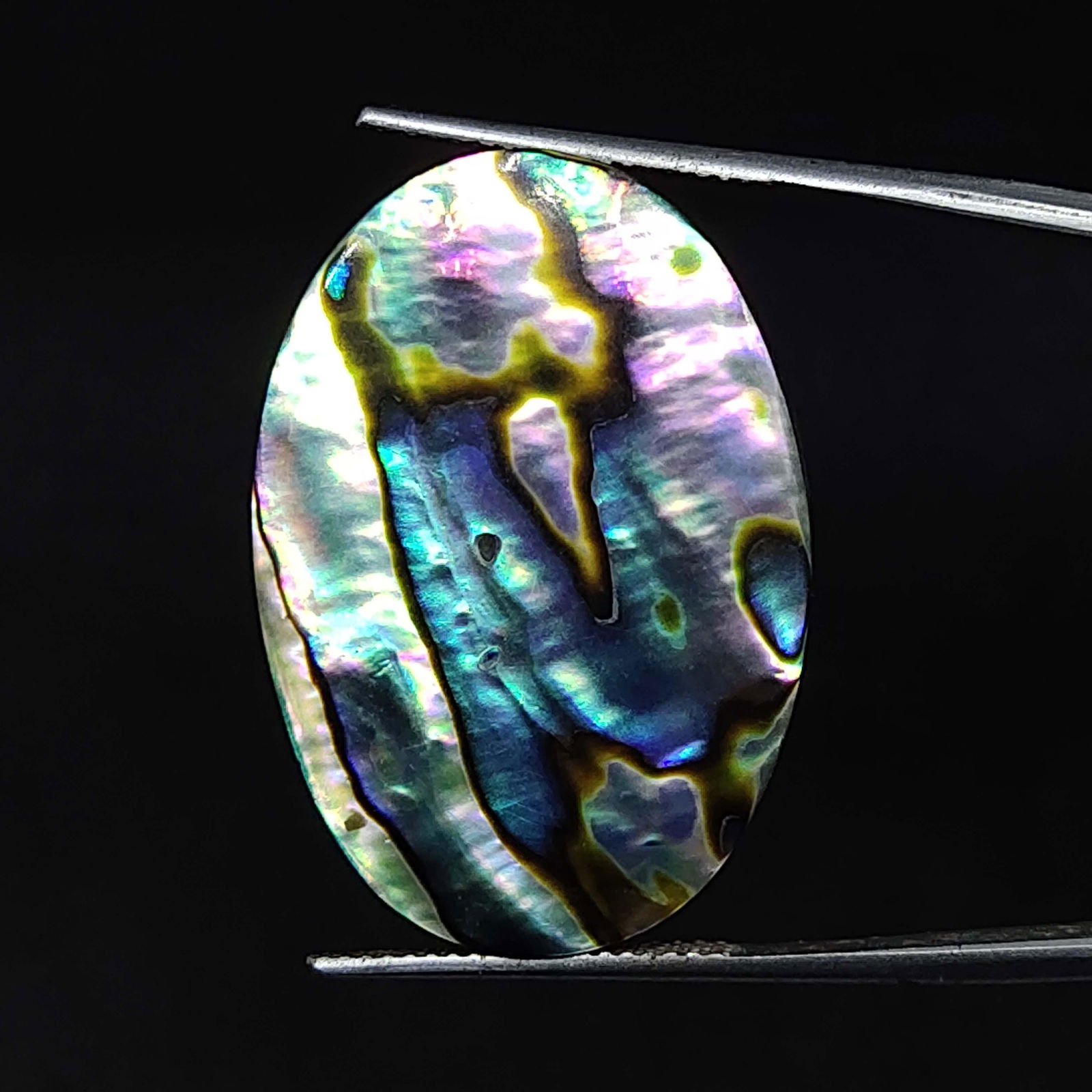 28.35 ct Natural Abalone Shell (1 of 1)